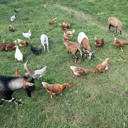 Wandlhof 3971 Sankt Martin Appartamento Sankt Martin (Gmund)