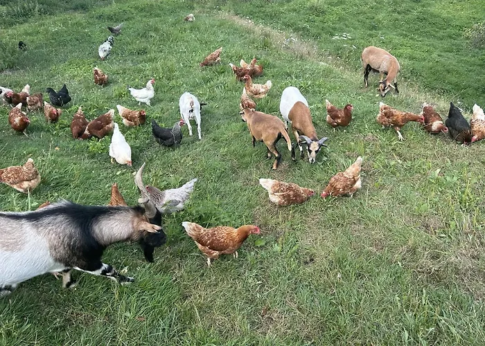Wandlhof 3971 Sankt Martin Apartment Sankt Martin (Gmund)