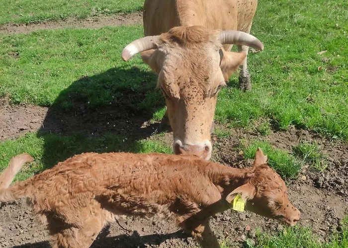 Wandlhof 3971 Sankt Martin *